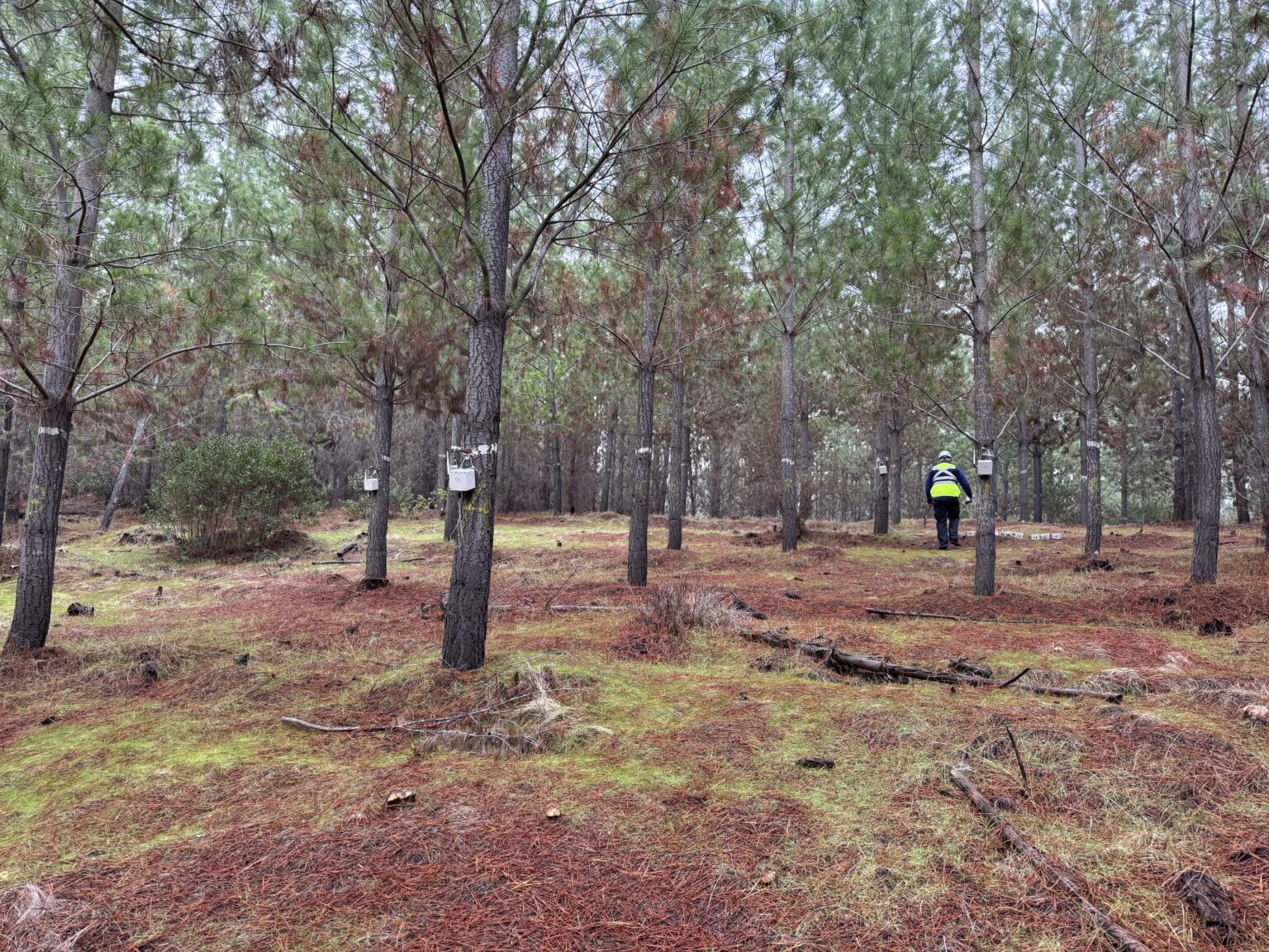 Bosque y antena de comunicación
