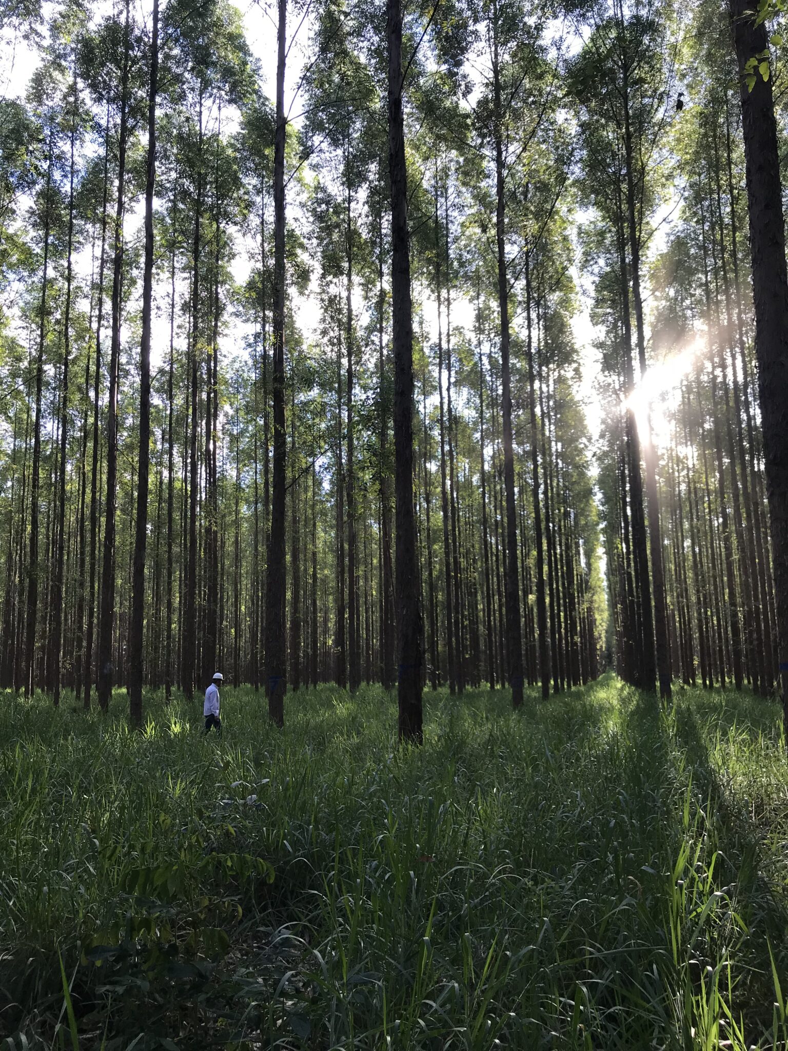Bosque con luz entre los árboles